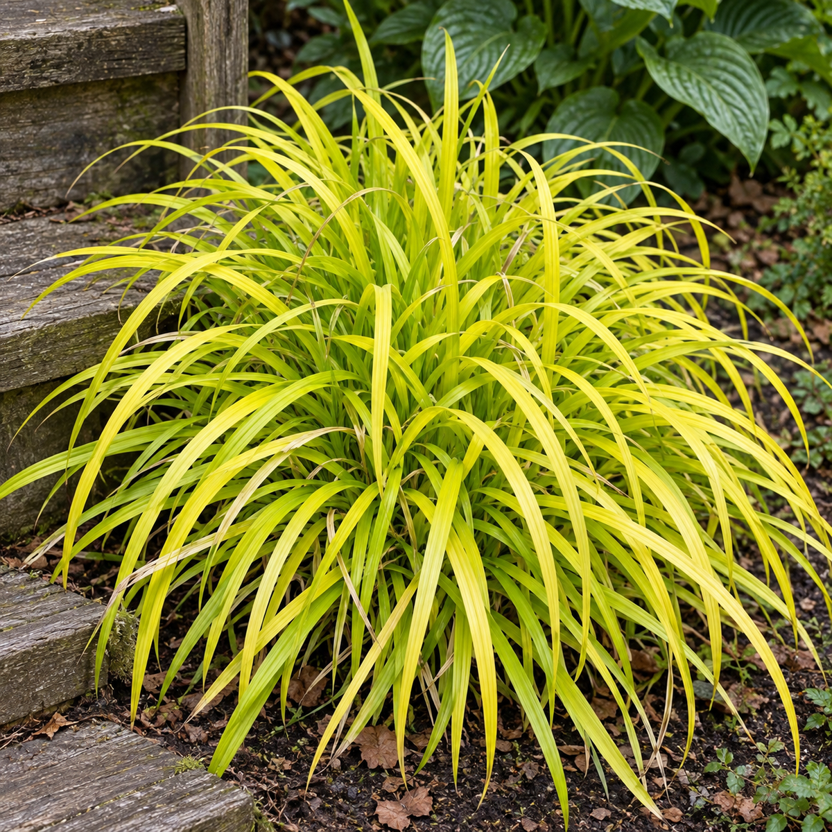 Carex Everillo au feuillage souple jaune doré et vert lime, près de marches en bois.