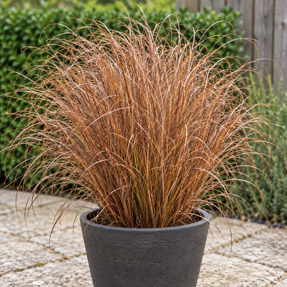 Carex 'Firefox'