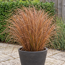 Carex 'Firefox'