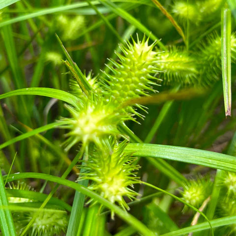 Carex luisant, plante indigène de milieu humide.