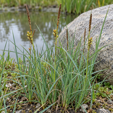 Carex panicea au feuillage bleu-vert et aux épis brunâtres, au bord d’un bassin.