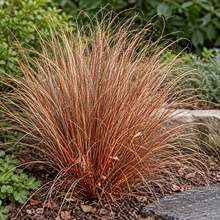 Carex 'Red Rooster'
