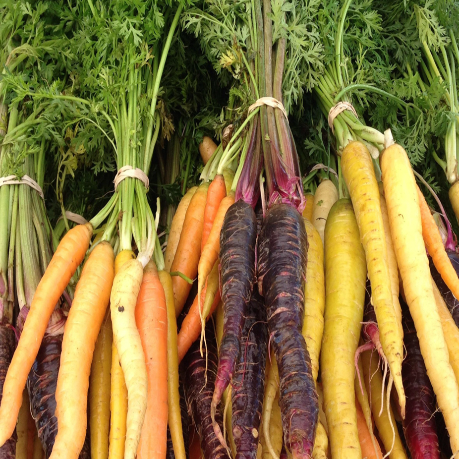 Récolte de carottes biologiques multicolores du mélange ‘Arc-en-ciel’, avec des racines rouges, orangées, mauves, blanches et jaunes correspondant aux cinq variétés indiquées sur le format : Atomic Red, Bambino Orange, Cosmic Purple, Lunar White et Solar Yellow. Le feuillage vert finement découpé demeure attaché à plusieurs racines fraîchement récoltées. La récolte forme un ensemble coloré.