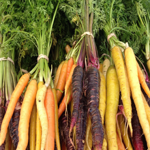 Récolte de carottes biologiques multicolores du mélange ‘Arc-en-ciel’, avec des racines rouges, orangées, mauves, blanches et jaunes correspondant aux cinq variétés indiquées sur le format : Atomic Red, Bambino Orange, Cosmic Purple, Lunar White et Solar Yellow. Le feuillage vert finement découpé demeure attaché à plusieurs racines fraîchement récoltées. La récolte forme un ensemble coloré.