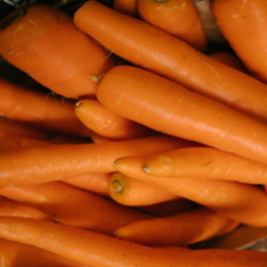 Product image for organic Bollin carrot seeds showing long orange Nantes-type roots with green tops. The image presents approximately 250 seeds, maturity around 75 days, roots measuring 15 to 20 cm, and a reference germination rate of 85%. Initial spacing of 2.5 cm followed by thinning to 5.1 cm helps carrots develop in deep, loose soil with room for straight taproot growth.