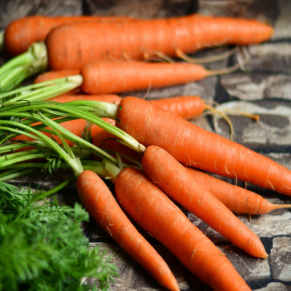 Photographie de carottes biologiques ‘Miami’ fraîchement récoltées, montrant des racines orange lisses et cylindriques, aux épaules régulières et à l’extrémité arrondie, accompagnées d’un feuillage vert finement découpé. Cette vue illustre la forme nantaise caractéristique. La longueur, le diamètre, la régularité des racines et l’intensité de leur couleur peuvent varier selon la texture du sol, l’espacement, l’humidité et le moment de la récolte.