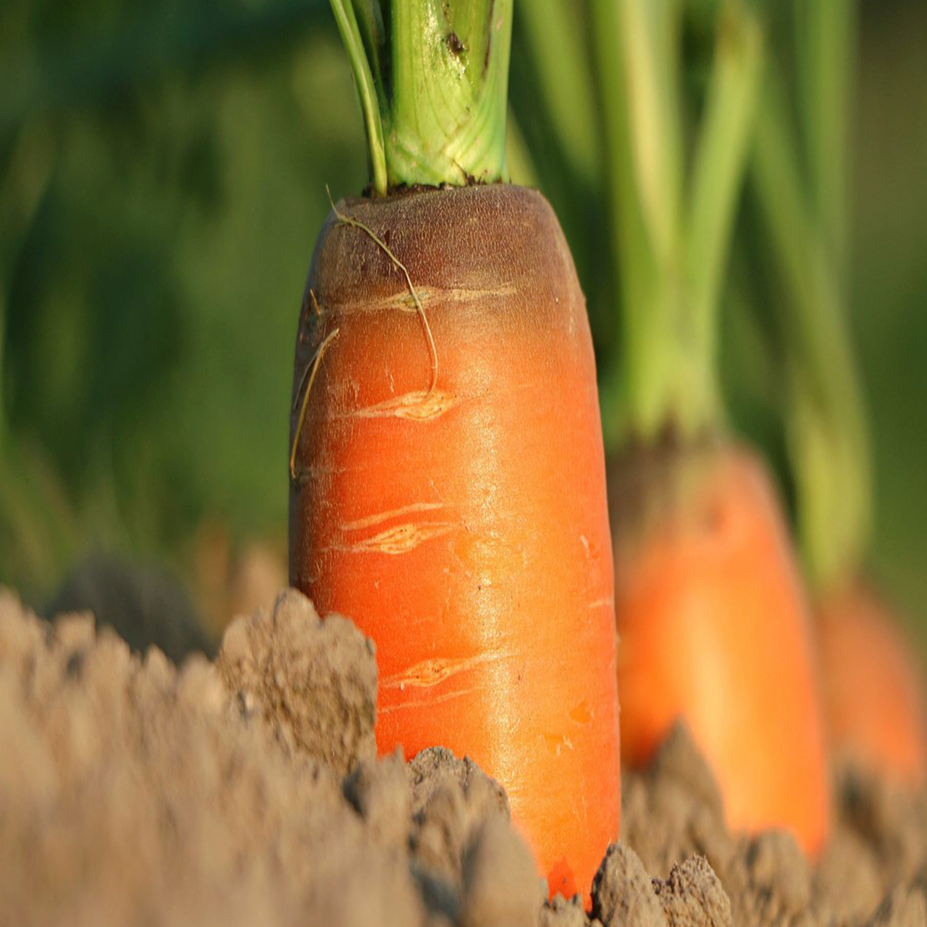 Organic ‘Yaya’ carrot (<em>Daucus carota</em> subsp. <em>sativus</em> ‘Yaya’)