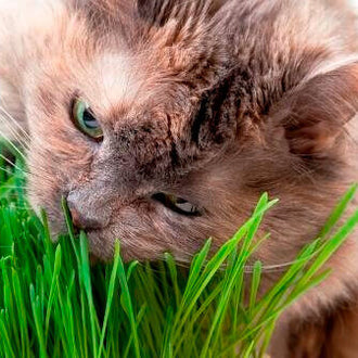 Le visage d’un chat brun et beige est photographié en gros plan près de brins d’herbe verts. Ses yeux verts ressortent au-dessus du museau, qui s’approche des feuilles étroites et pointues. Les différentes nuances du pelage encadrent les traits du visage. Les brins végétaux se dressent près de la tête et occupent une partie du premier plan.