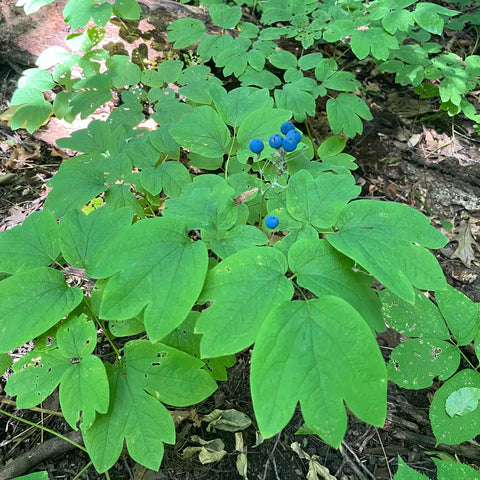 Caulophylle faux-pigamon, plante indigène de sous-bois.