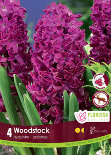 Jacinthe Woodstock