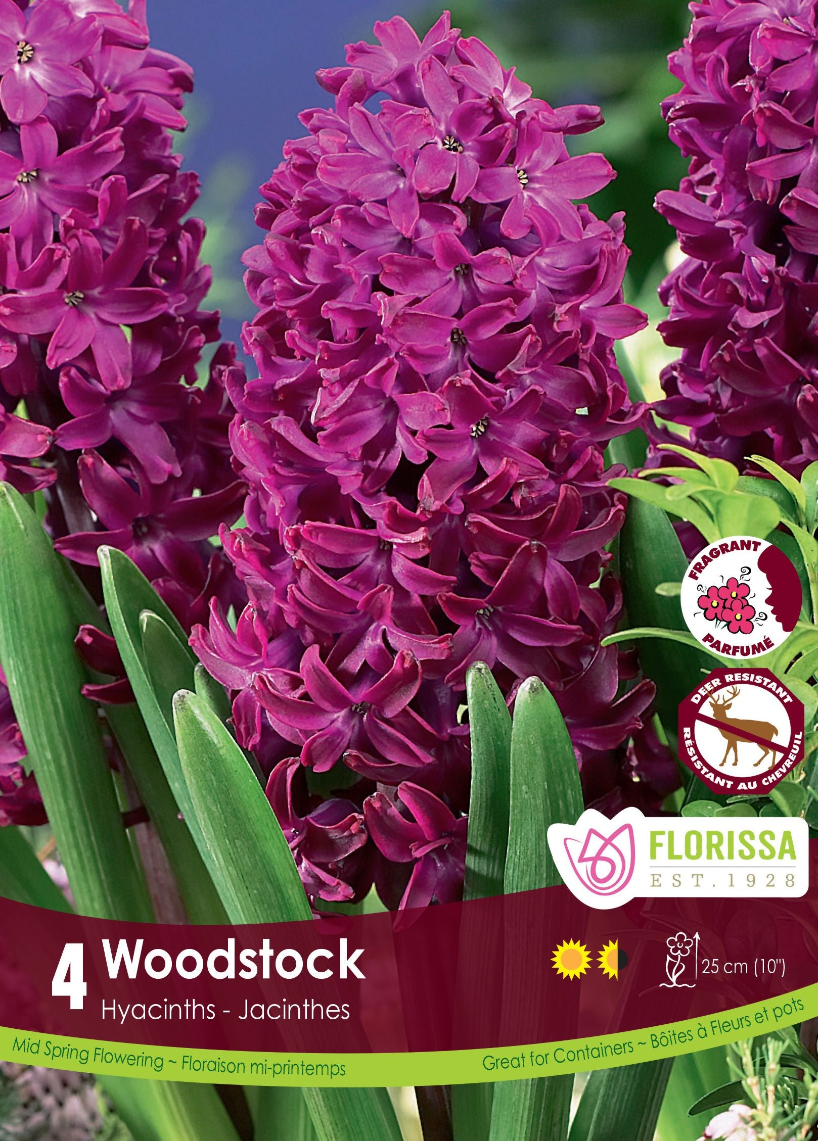 Jacinthe Woodstock