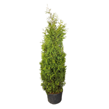 Thuja occidentalis 'Nigra'