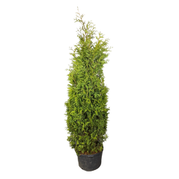 Thuja occidentalis 'Nigra'