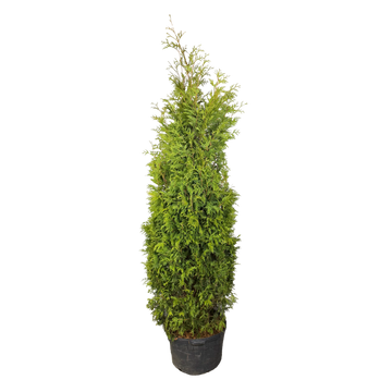 Thuja occidentalis 'Nigra'
