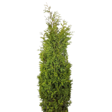 Thuja occidentalis 'Nigra'