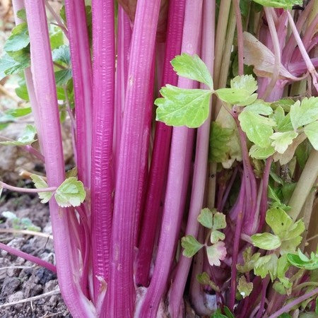 Céleri Chinese Pink. Côtes de céleri rose violet avec de petites feuilles vertes. Le cadrage permet de voir les formes, les couleurs et les détails du sujet représenté. Les contours se détachent du fond de l’image, avec des différences de teinte et de texture visibles sur les surfaces. Cette vue accompagne la présentation du produit dans la boutique.