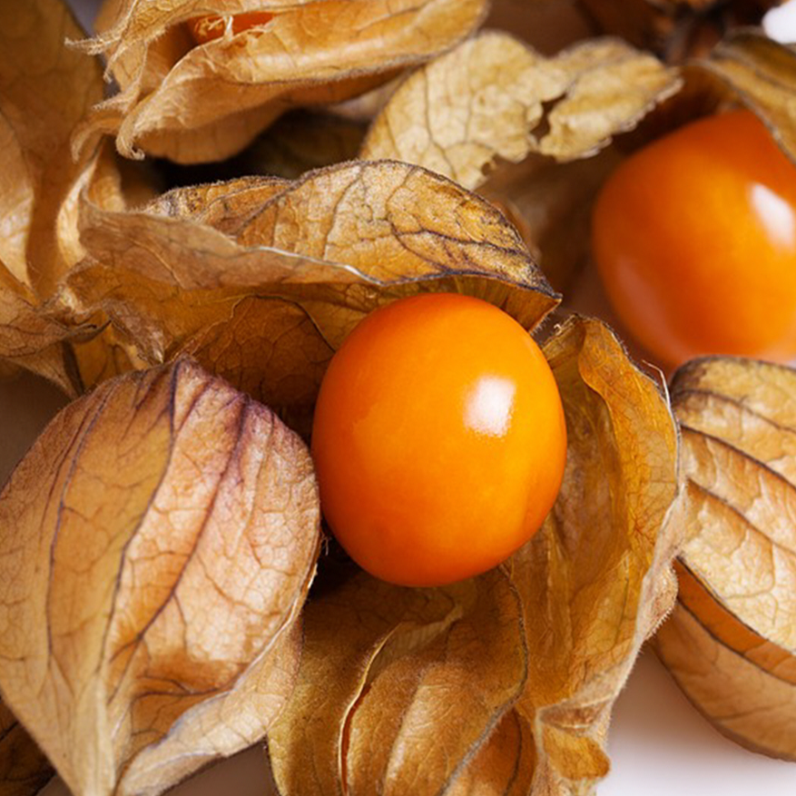 organic 'Aunt Molly's' ground cherry