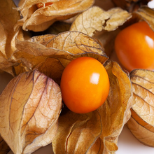 organic 'Aunt Molly's' ground cherry