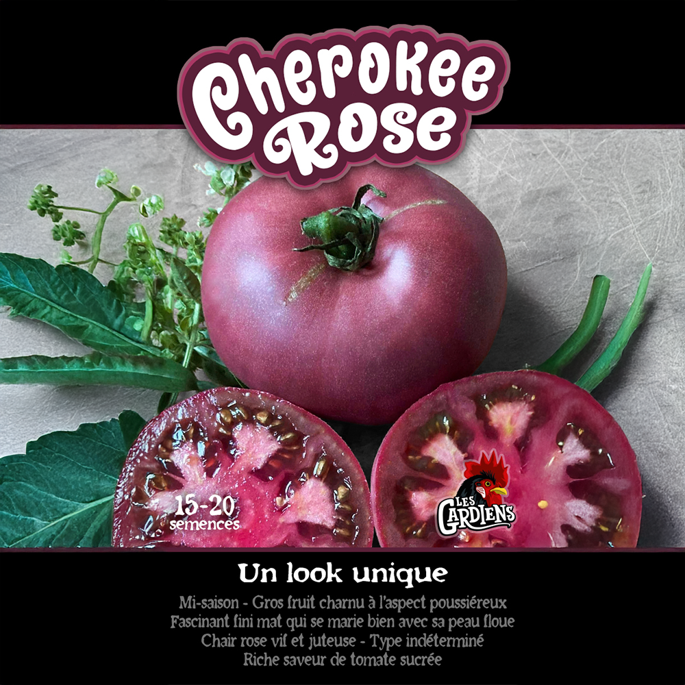 Cherokee Rose tomato (<em>Solanum lycopersicum</em> ‘Cherokee Rose’)