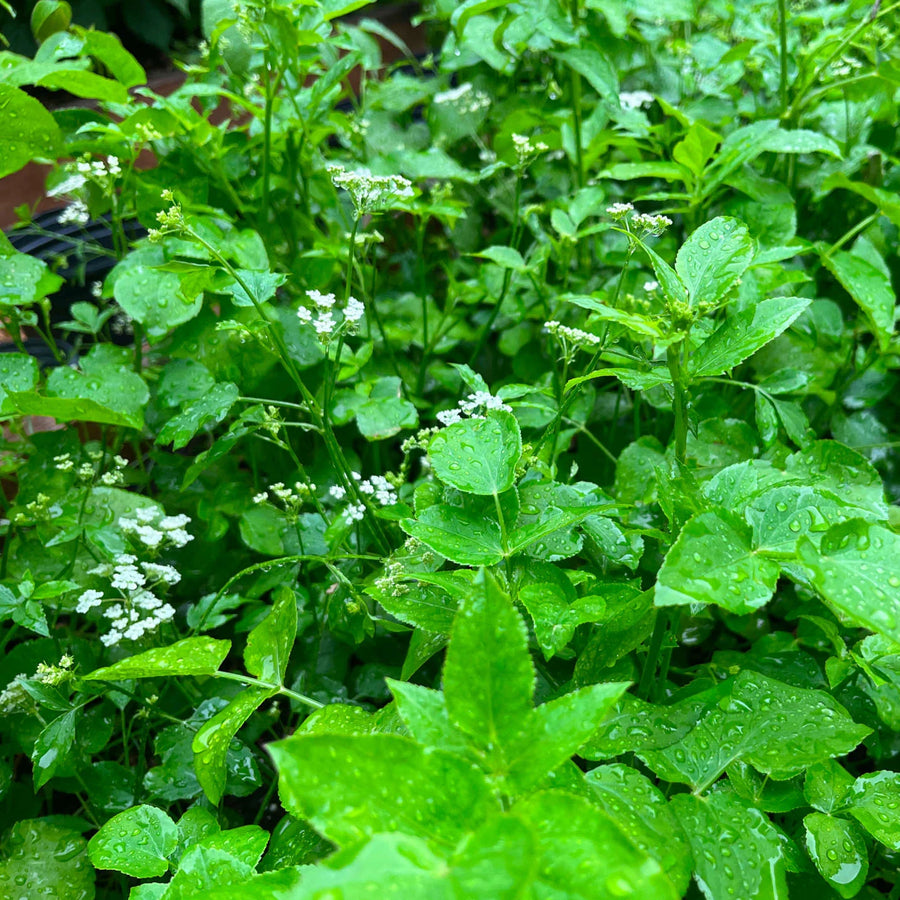 Chervis (Sium sisarum) – Semences