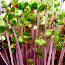 Pink radish microgreens
