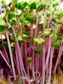 Semences Radis à germer 'China Rose' (Raphanus sativus)