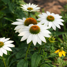 Echinaceae 'White PowWow'