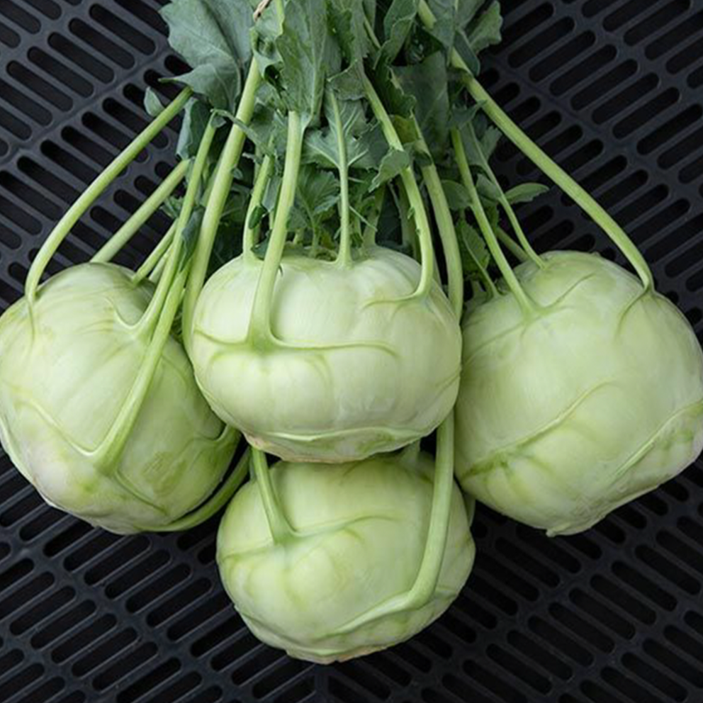 Organic 'Trero' kohlrabi