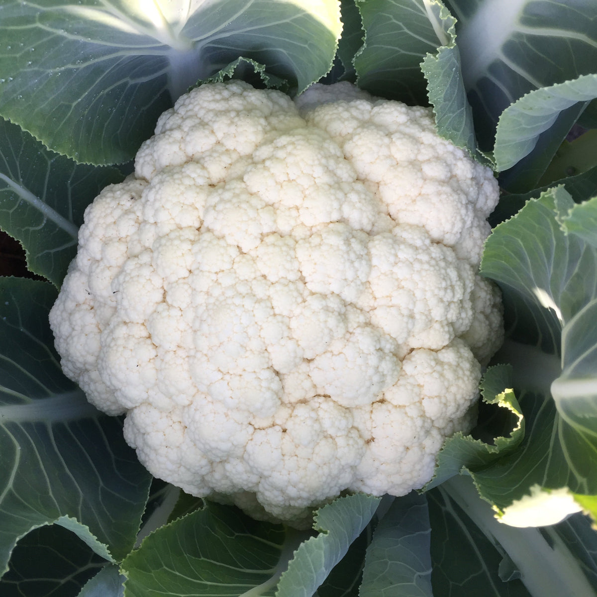 Photo de Chou-fleur mélange 'Toutes Saisons'. Chou-fleur mélange 'Toutes Saisons' (Brassica oleracea). La couleur caractéristique est : mélangé. Le visuel permet d'observer les contours, les teintes et la disposition des éléments présentés. Les détails de forme et les contrastes donnent un aperçu de l'apparence de cette plante ou de sa récolte.