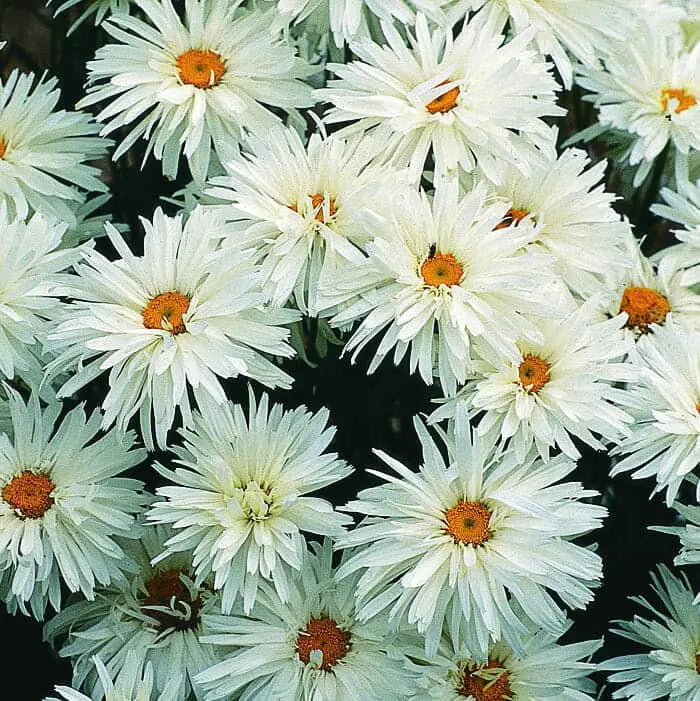 Photo de Chrysanthème 'Crazy Daisy'. La marguerite Shasta 'Crazy Daisy' est une plante vivace remarquable qui produit de grandes fleurs doubles blanches ornées d'un cœur jaune vif. La couleur caractéristique est : blanc. Le visuel permet d'observer les contours, les teintes et la disposition des éléments présentés. Les détails de forme et les contrastes donnent un aperçu de l'apparence de cette plante ou de sa récolte.