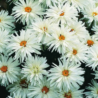 Photo de Marguerite 'Crazy Daisy'. La marguerite Shasta 'Crazy Daisy' est une plante vivace remarquable qui produit de grandes fleurs doubles blanches ornées d'un cœur jaune vif. La couleur caractéristique est : blanc. Le visuel permet d'observer les contours, les teintes et la disposition des éléments présentés. Les détails de forme et les contrastes donnent un aperçu de l'apparence de cette plante ou de sa récolte.