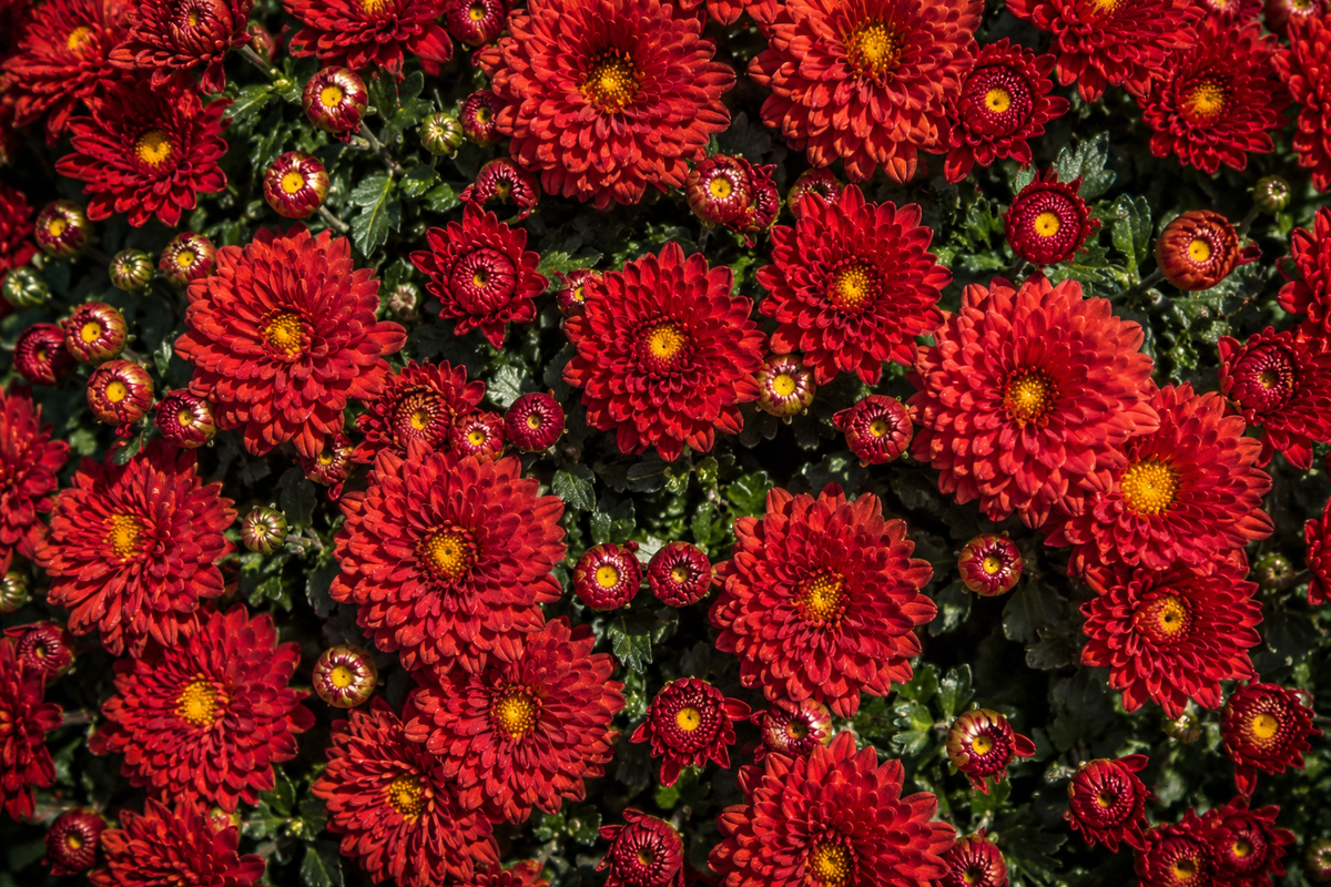 Ajoutez couleurs et textures à vos décors d’automne grâce à nos magnifiques chrysanthèmes et vivaces, maintenant offerts à 20 % de rabais.