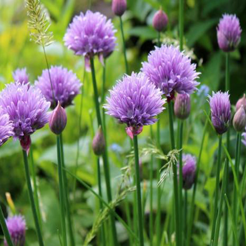 Ciboulette bio (<em>Allium schoenoprasum</em>)