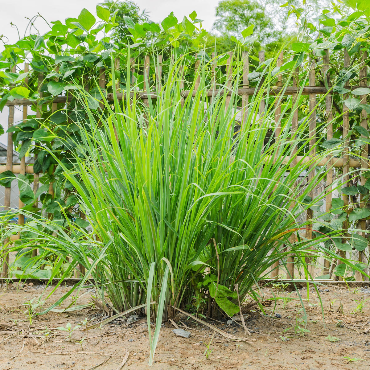 Lemongrass
