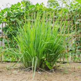 Lemongrass