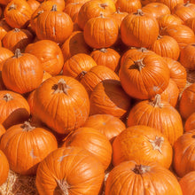 Citrouille 'Pumpkin Patch Mix'