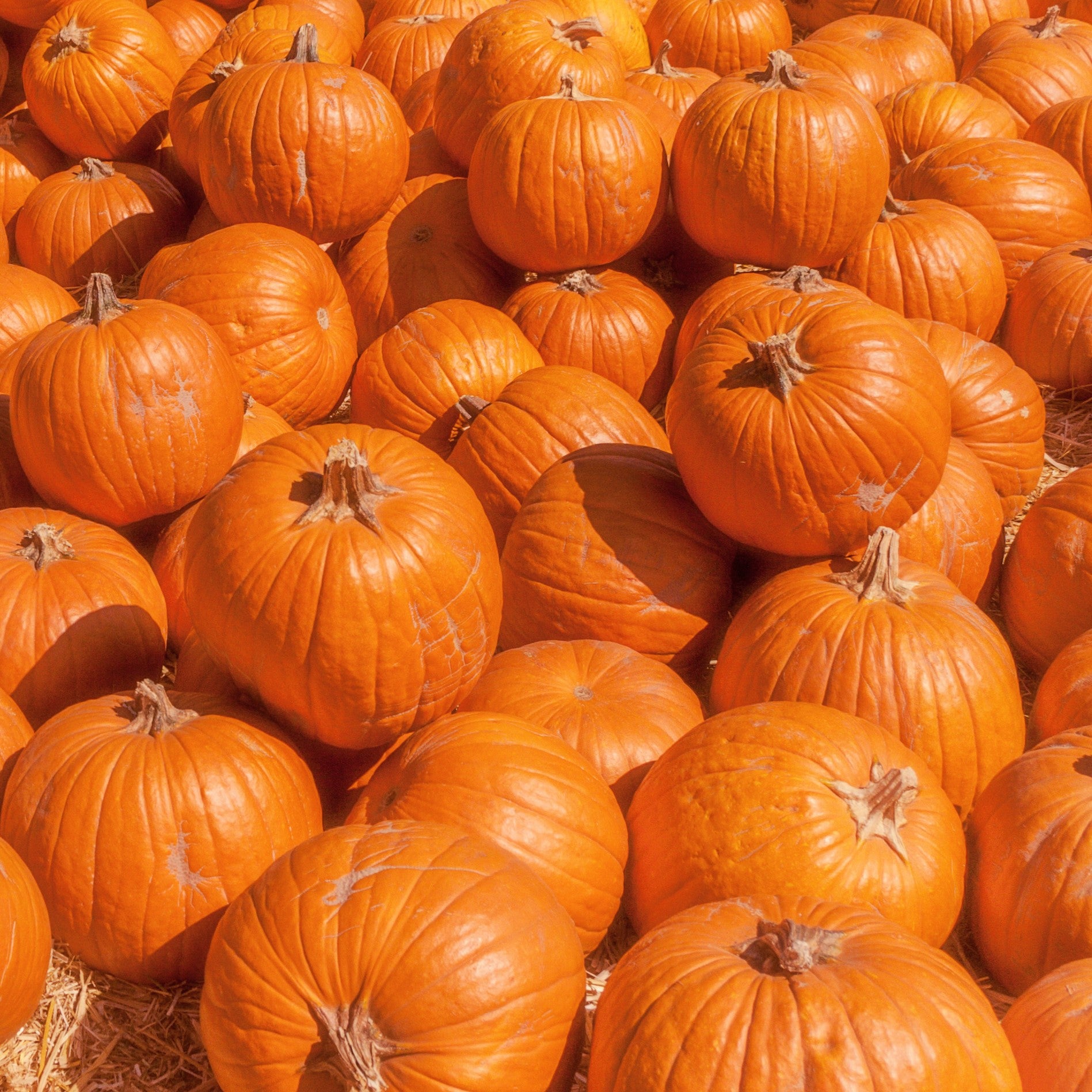 Citrouille 'Pumpkin Patch Mix'