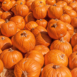 Citrouille 'Pumpkin Patch Mix'