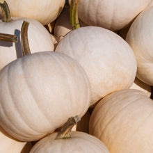 Citrouille blanche 'Lumina'
