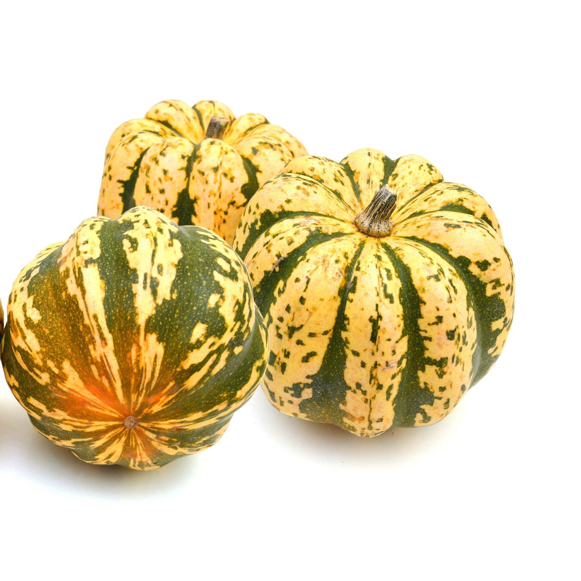 Photo de Citrouille ‘Phantomita’ F1. La couleur caractéristique est : jaune strié vert pâle et foncé. Les fruits présentent cette forme : plat. Le visuel permet d’observer les contours, les teintes et la disposition des éléments présentés. Les détails de forme et les contrastes donnent un aperçu de l’apparence de cette plante ou de sa récolte.
