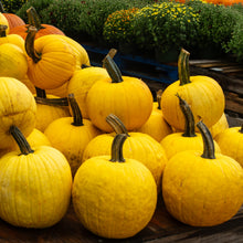 Photo de Citrouille jaune ‘Sunlight’ F1. La couleur caractéristique est : jaune éclatant. Les fruits présentent cette forme : ronde cotelée. Le visuel permet d’observer les contours, les teintes et la disposition des éléments présentés. Les détails de forme et les contrastes donnent un aperçu de l’apparence de cette plante ou de sa récolte.