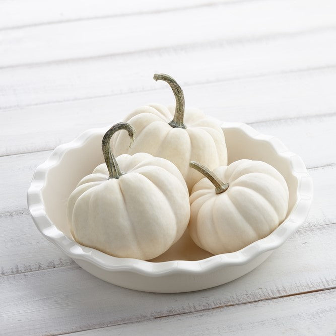 Pumpkin Casperita F1 White