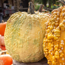 Photo de Citrouille blanche ‘Popcorn’ F1. Parfaite pour les décorations automnales, elle produit des fruits ronds d’environ 8 kg, dotés d’une poignée foncée solide et bien attachée. La couleur caractéristique est : blanc. Les fruits présentent cette forme : ronde. Le visuel permet d’observer les contours, les teintes et la disposition des éléments présentés.