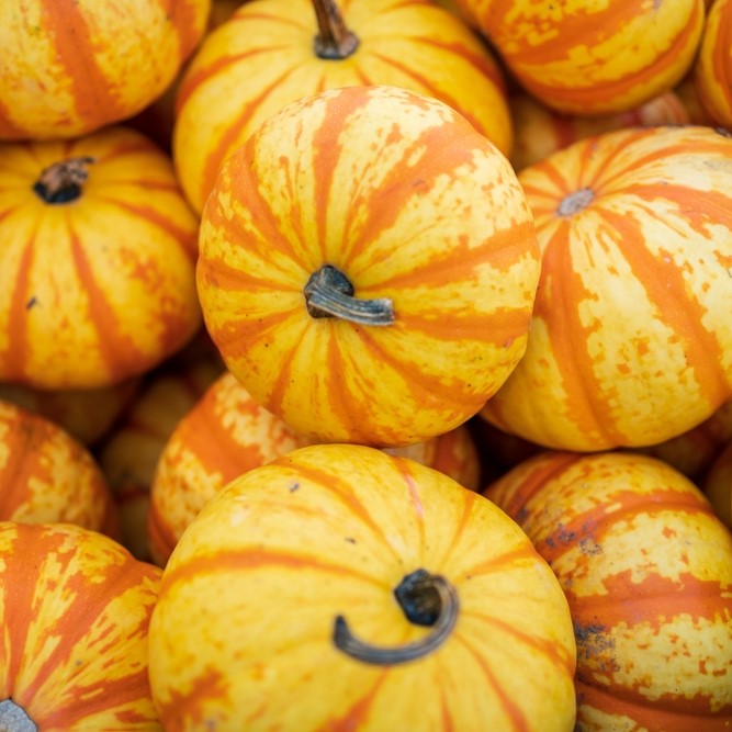 Photo de Citrouille ‘Blaze’ F1. Les plants produisent des rendements abondants avec des fruits d’environ 4 kg, parfaits pour les décorations automnales ou la consommation. Prévoyez une surface suffisante au potager pour que le feuillage puisse s’étendre sans étouffer les cultures voisines La couleur caractéristique est : jaune strié orange.