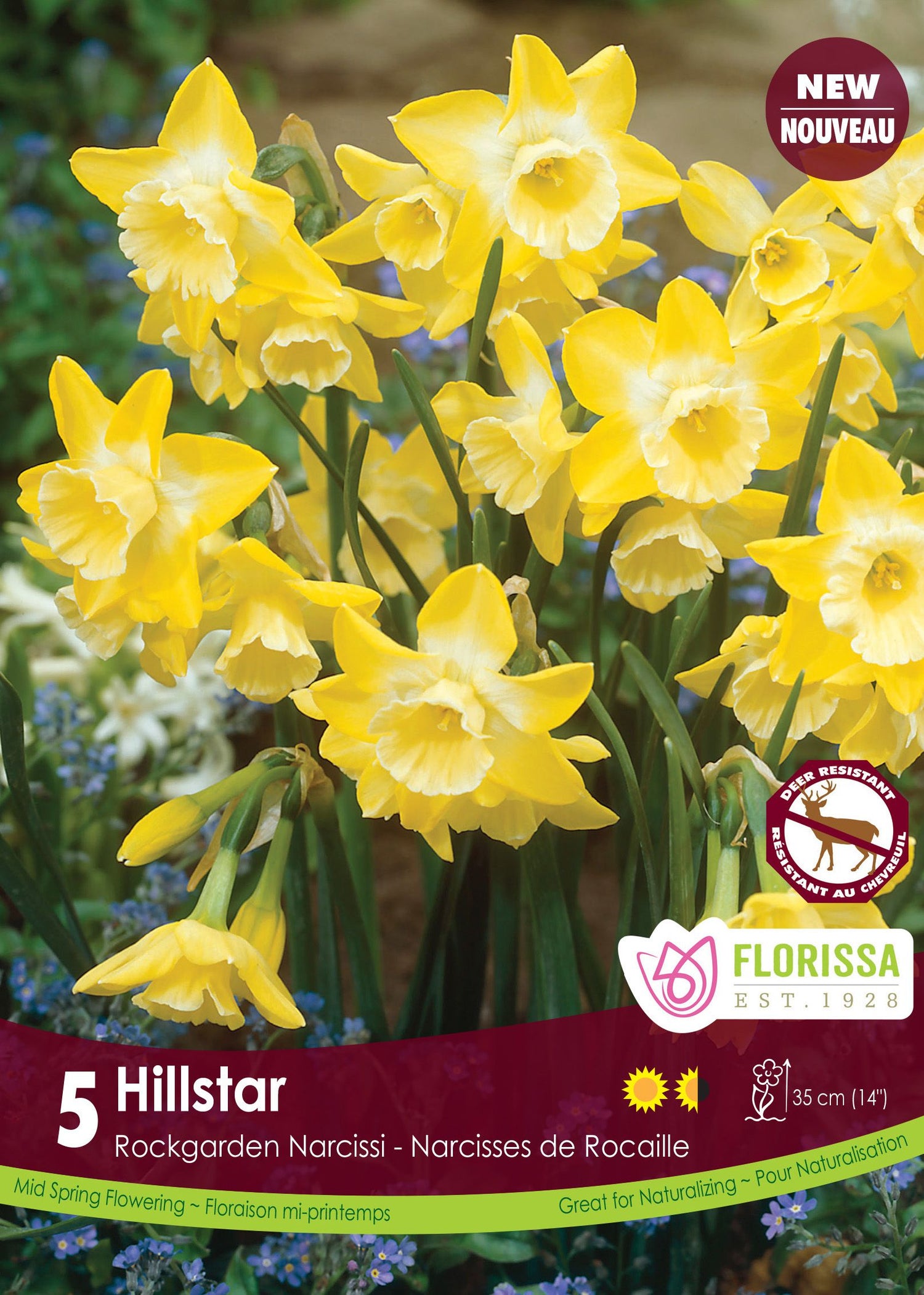 Hillstar Narcissus