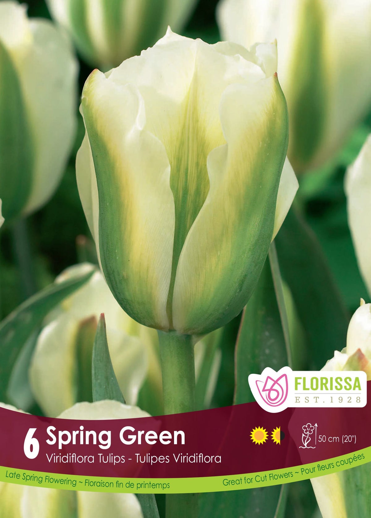 Tulipe Spring Green