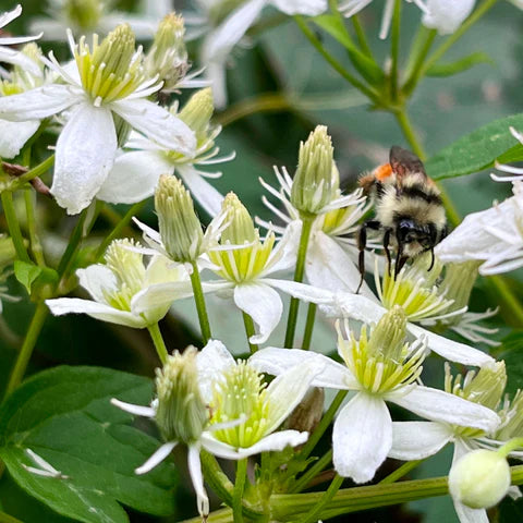 Clématite de Virginie en fleurs, plante grimpante indigène aux fleurs blanches.