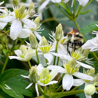 Virgin's bower in flower, a native vine with white blooms. The mature plant grows to a height of 600 cm (236.2 in), and flowers from July to September. This botanical description identifies the plant species associated with this packet of seeds; the appearance of its foliage, flowers and fruits changes with the season and the maturity of the plant.