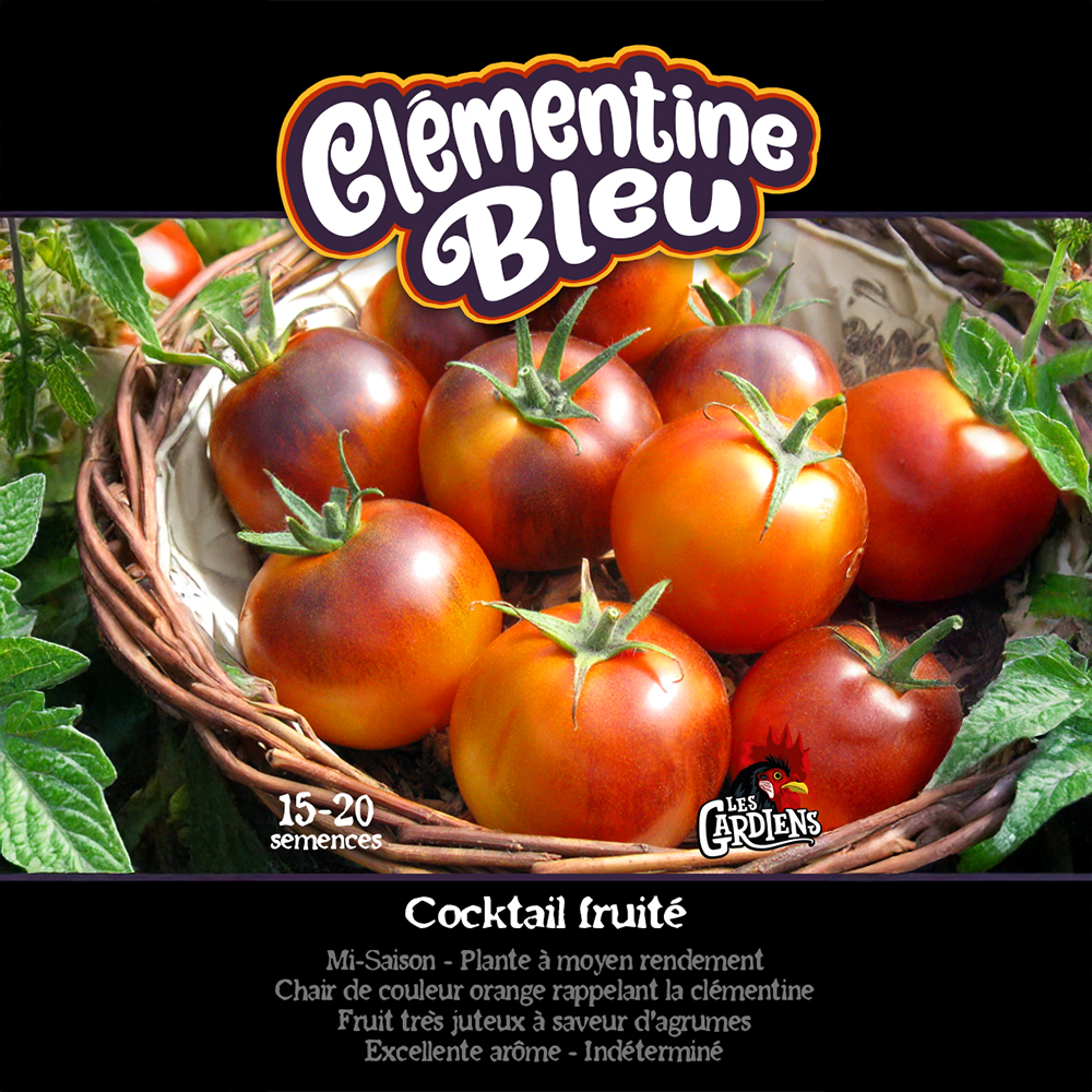Clementine Blue tomato (<em>Solanum lycopersicum</em> ‘Clementine Blue’)