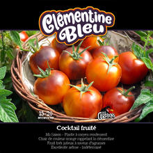 Clementine Blue tomato (<em>Solanum lycopersicum</em> ‘Clementine Blue’)